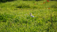 DSC06935.jpg