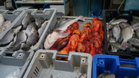DSC04387.jpg