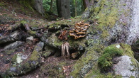 DSC01598.JPG