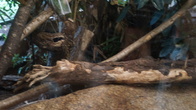 DSC01934.JPG
