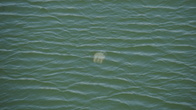 DSC08545.JPG
