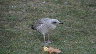 DSC08905.jpg