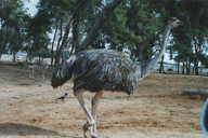 safari03.JPG